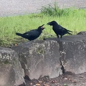 raven on a stone