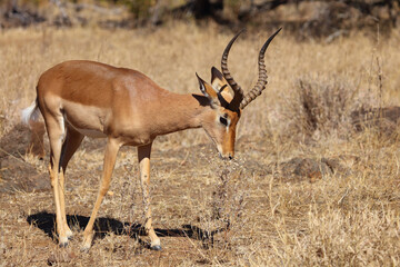 Naklejka premium Schwarzfersenantilope / Impala / Aepyceros melampus