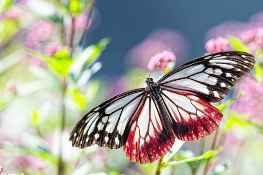 フジバカマに来たアサギマダラ(Chestnut Tiger Butterfly)