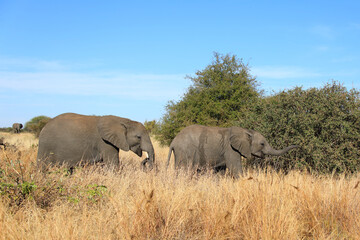 Fototapeta premium Afrikanischer Elefant / African elephant / Loxodonta africana