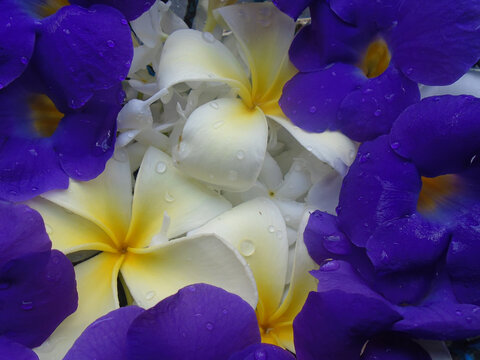 Close-up of Wet Purple King&rsquo;s Mantle (Thunbergia erecta) and White Frangipani (Plumeria) Flowers