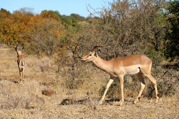 Naklejka premium Schwarzfersenantilope / Impala / Aepyceros melampus