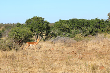 Naklejka premium Schwarzfersenantilope / Impala / Aepyceros melampus