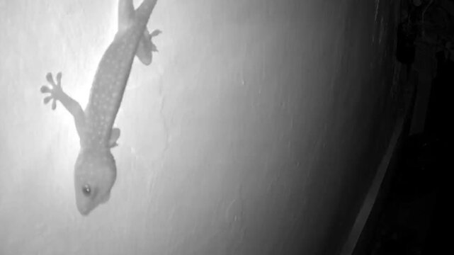 a gecko taken from an infrared CCTV camera