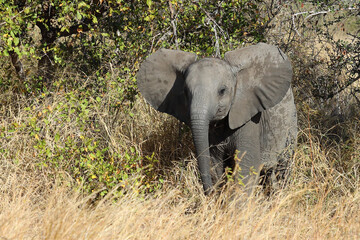 Fototapeta premium Afrikanischer Elefant / African elephant / Loxodonta africana