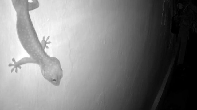 a gecko taken from an infrared CCTV camera