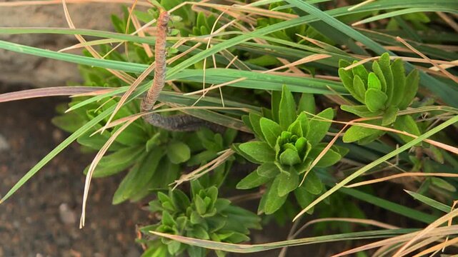 Inchworm caterpillar crawling on a green plant in Waikamoi Preserve, Hawaii