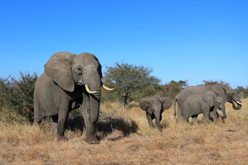 Obraz premium Afrikanischer Elefant / African elephant / Loxodonta africana