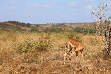 Naklejka premium Schwarzfersenantilope / Impala / Aepyceros melampus