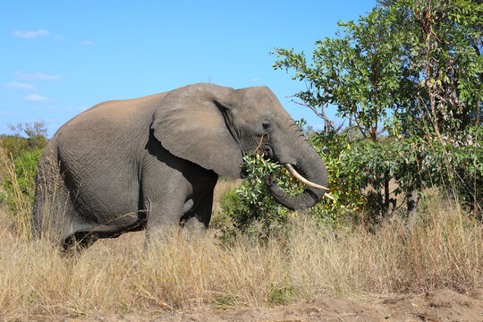 Afrikanischer Elefant / African elephant / Loxodonta africana