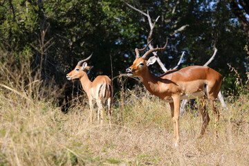 Fototapeta premium Schwarzfersenantilope / Impala / Aepyceros melampus