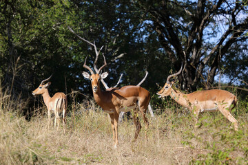 Fototapeta premium Schwarzfersenantilope / Impala / Aepyceros melampus
