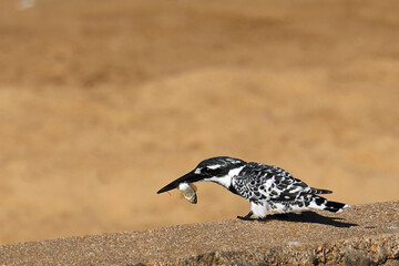 Obraz premium Graufischer / Pied kingfisher / Ceryle rudis