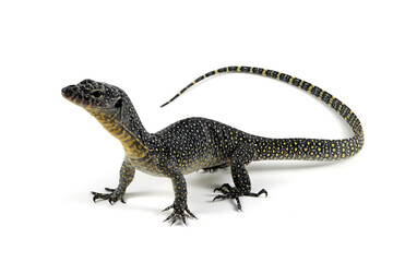 Fototapeta premium The Mangrove monitor (Varanus indicus) isolated on white background, a Mangrove goanna or Western Pacific monitor lizard (Varanus indicus) closeup on white background
