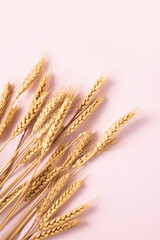 Fototapeta premium wheat ears on a pink background