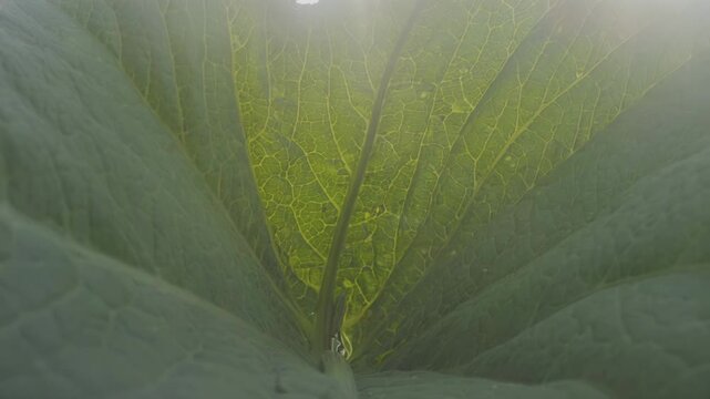 Close-up view of large green leaf showing intricate vein patterns and sunlight filtering through, highlighting the vibrant yellow hues and textures of the foliage in a natural setting