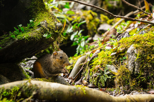 A squirrel is foraging for food in the forest. Western Grey Squirrel (Sciurus griseus) under a tree.