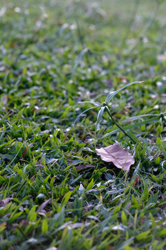 Close-up of wild nutgrass weed and dry leaf on a fresh green lawn sith soft sunlight