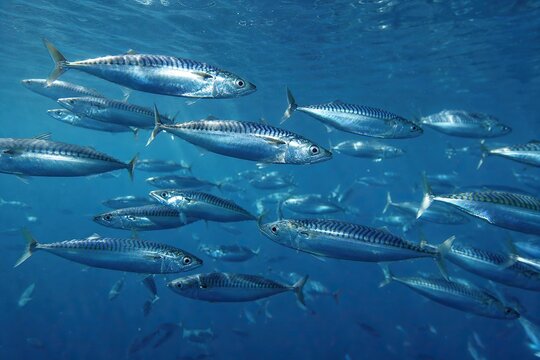 School of Atlantic mackerel swimming in clear blue ocean water with natural sunlight filtering from the surface, marine wildlife concept