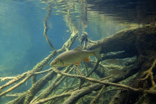 Freshwater chub fish swimming gracefully near submerged tree roots in clear river water, serene natural aquatic habitat, underwater close-up shot