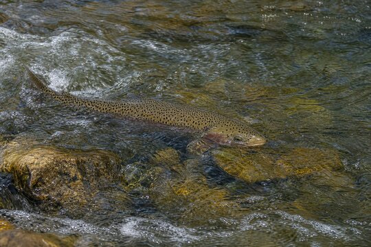 Wild cutthroat trout swimming upstream through shallow rocky river rapids during spawning season, showcasing vibrant colors in clear freshwater stream