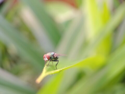 Macro shot of a housefly resting on a green leaf in the garden.