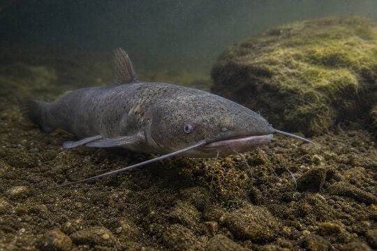 Channel catfish resting on a rocky riverbed in murky freshwater, close-up underwater view of wild aquatic life in natural habitat.