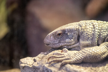 Fototapeta premium Close Up of Armadillo Lizard Resting on Rock