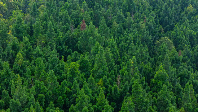 Aerial view of the dense tropical forest canopy with vibrant green trees and lush foliage in Sukabumi, West Java, Indonesia.