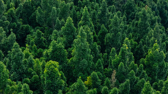 Aerial view of dense green forest with lush coniferous trees and thick foliage in Sukabumi, West Java, Indonesia.
