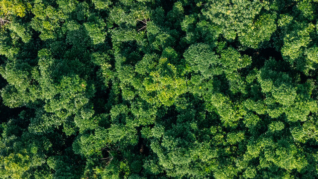 Aerial view of dense tropical forest canopy with lush green foliage and vibrant treetops in Sukabumi, West Java, Indonesia.