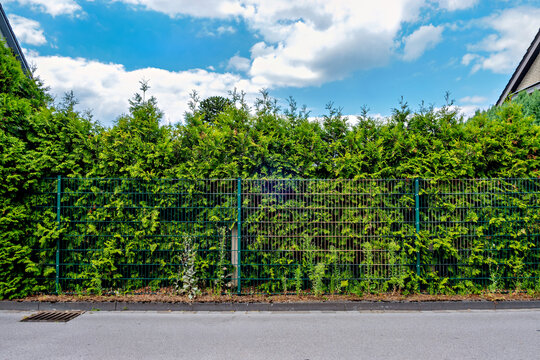 Front view of a dark green double wire grid fence serving as a property boundary with a dense arborvitae hedge behind it.