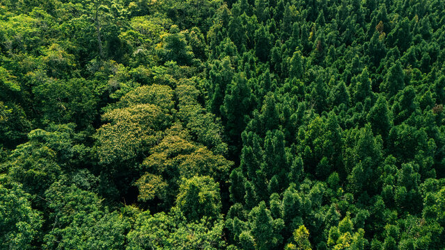 Aerial view of a dense tropical forest with contrasting shades of green foliage and diverse tree species in Sukabumi, West Java, Indonesia.