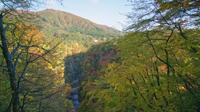 紅葉の名所 秋の鳴子峡の風景　Autumn scenery of Naruko Gorge, a famous spot for autumn foliage.