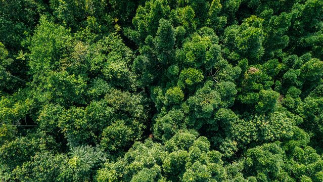 Aerial view of a dense tropical forest canopy with lush green treetops and thick foliage in Sukabumi, West Java, Indonesia.