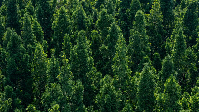 Aerial view of a dense evergreen forest with tall coniferous trees and lush green foliage in Sukabumi, West Java, Indonesia.