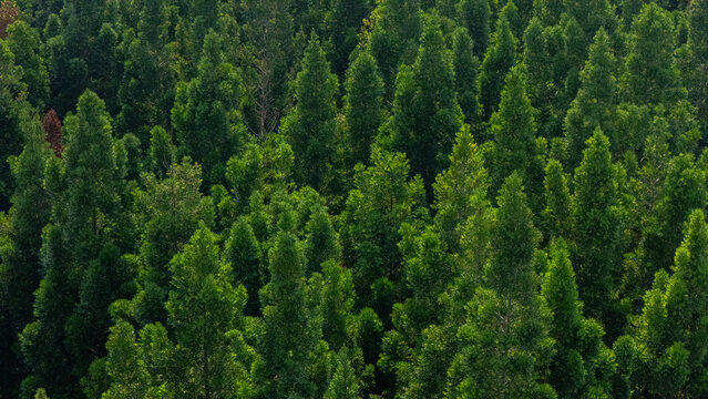 Aerial view of dense green pine forest with lush coniferous trees and vibrant foliage under soft daylight Sukabumi, West Java, Indonesia.