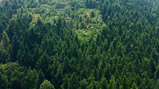 Aerial view of dense lush green forest with coniferous treetops and tropical vegetation in Sukabumi, West Java, Indonesia.