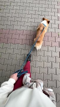 Happy Welsh Corgi dog walking outdoors in sunny summer weather, pet lifestyle and friendship concept, bright natural light. Vertical video 4k