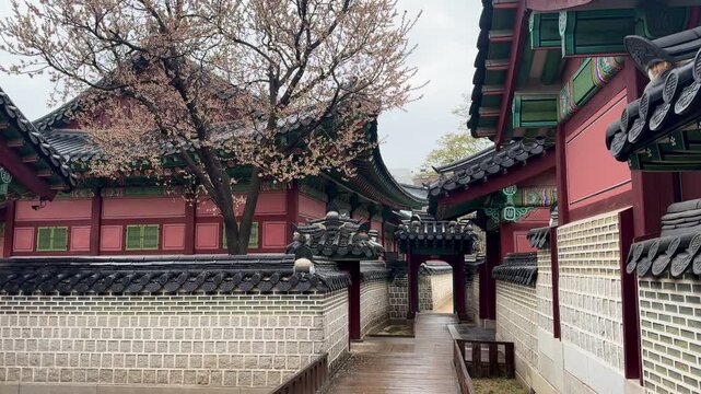 Walking around Eokseongnu Pavilion on a quiet rainy day, with delicate cherry blossoms in full bloom.