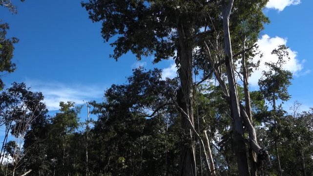 giant centenary tree stands out amidst vegetation in flooded amazon rainforest, found in brazil