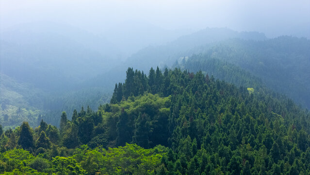 Aerial view of lush green pine forest and tropical trees covering rolling hills under a thick layer of morning mist and fog in Sukabumi, West Java, Indonesia.