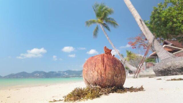 Weathered coconut shell rests on tropical sand with palm trees and blue sky nearby