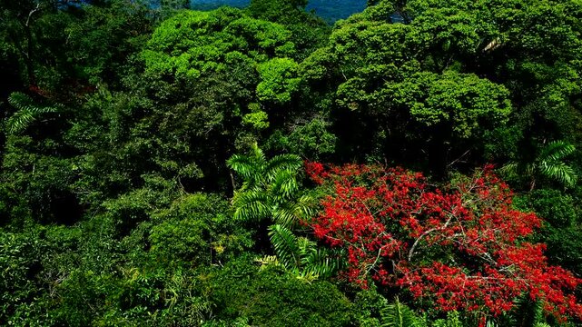 Aerial Rainforest Canopy in Ecuador with Bright Red Flowering Tree, Dense Green Vegetation, Tropical Biodiversity and Natural Forest Texture