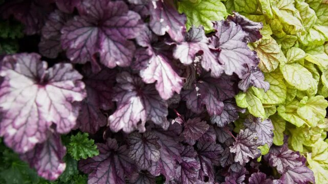 Close-up of vibrant Heuchera coral bells foliage featuring striking purple and silver leaves with intricate veining. Dense ornamental groundcover in a landscaped garden, close up.