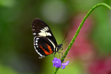 Naklejka premium Un beau papillon Heliconius cydno, qui butine le pollen d'une fleur mauve