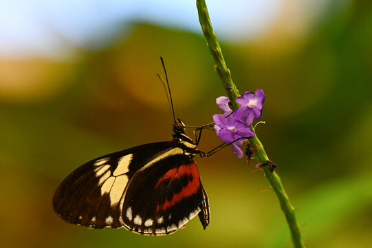 Un beau papillon Heliconius cydno, qui butine le pollen d'une fleur mauve