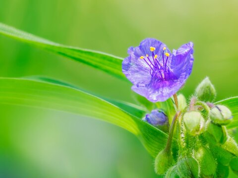 初夏から夏の花壇を彩るムラサキツユクサのクローズアップ。自然風景素材