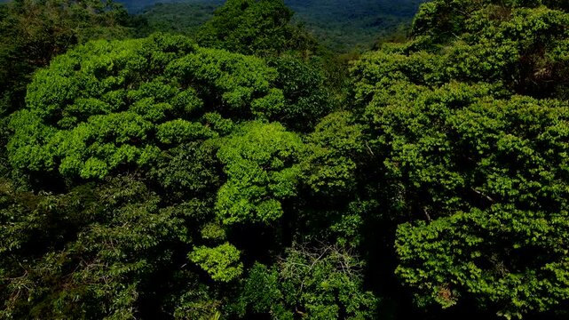 Aerial View of Dense Tropical Rainforest Canopy in Ecuador, Green Tree Crowns, Mountain Forest and Remote Amazon Biodiversity Nature Background