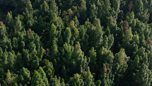 Aerial view of a dense green forest canopy with lush trees and varying shades of foliage in Sukabumi, West Java, Indonesia.